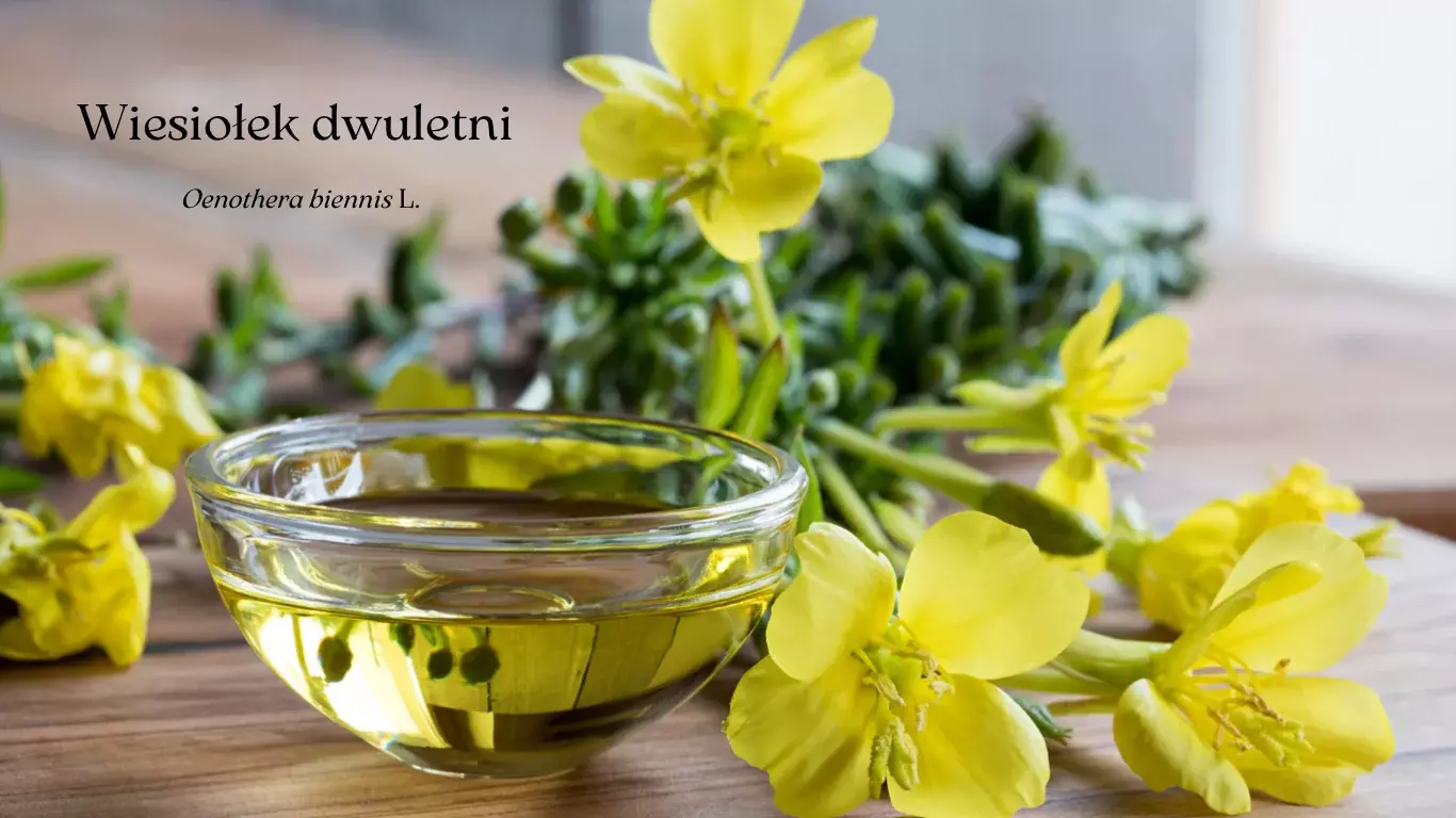 wiesiołek dwuletni