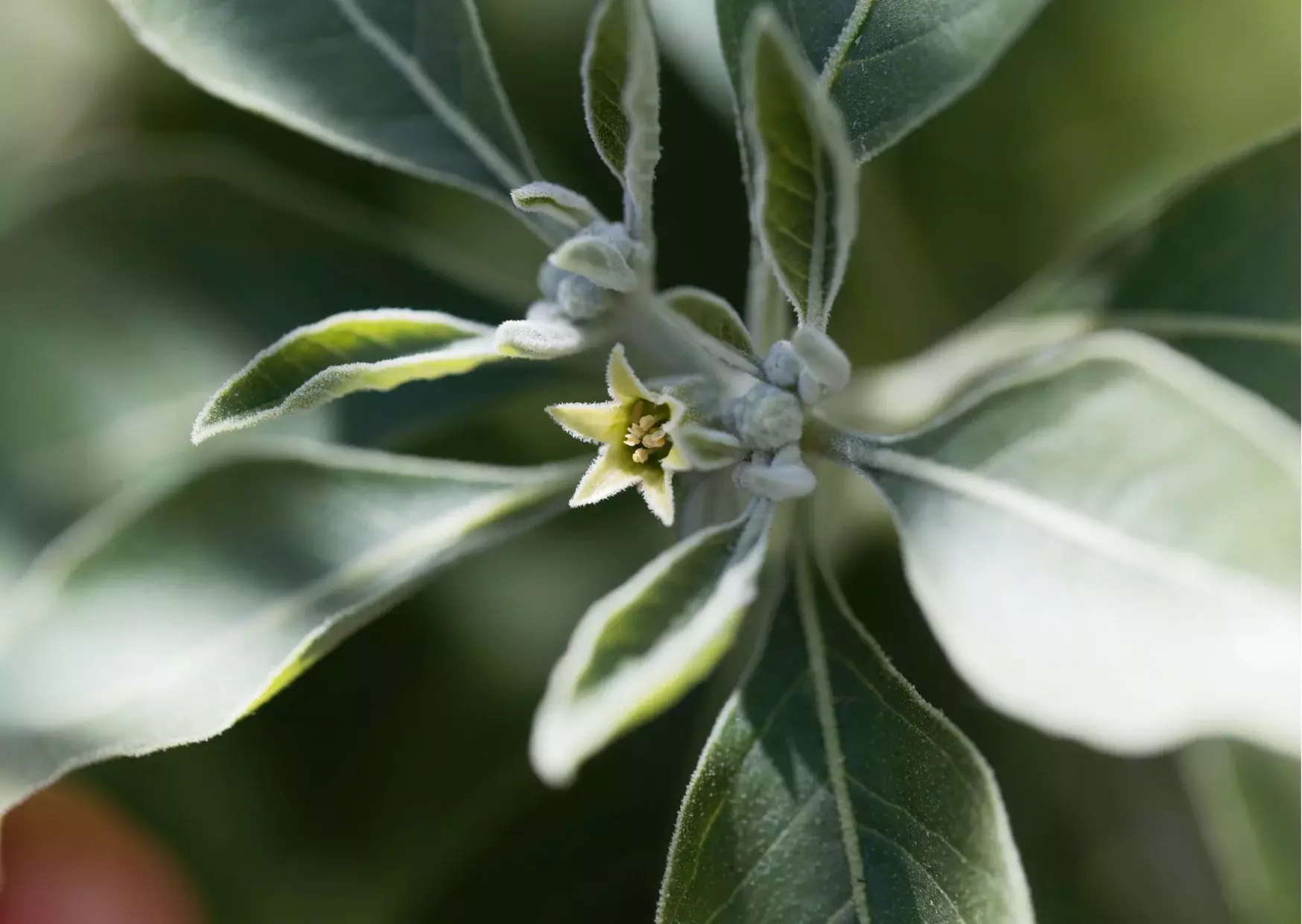 ashwaganda