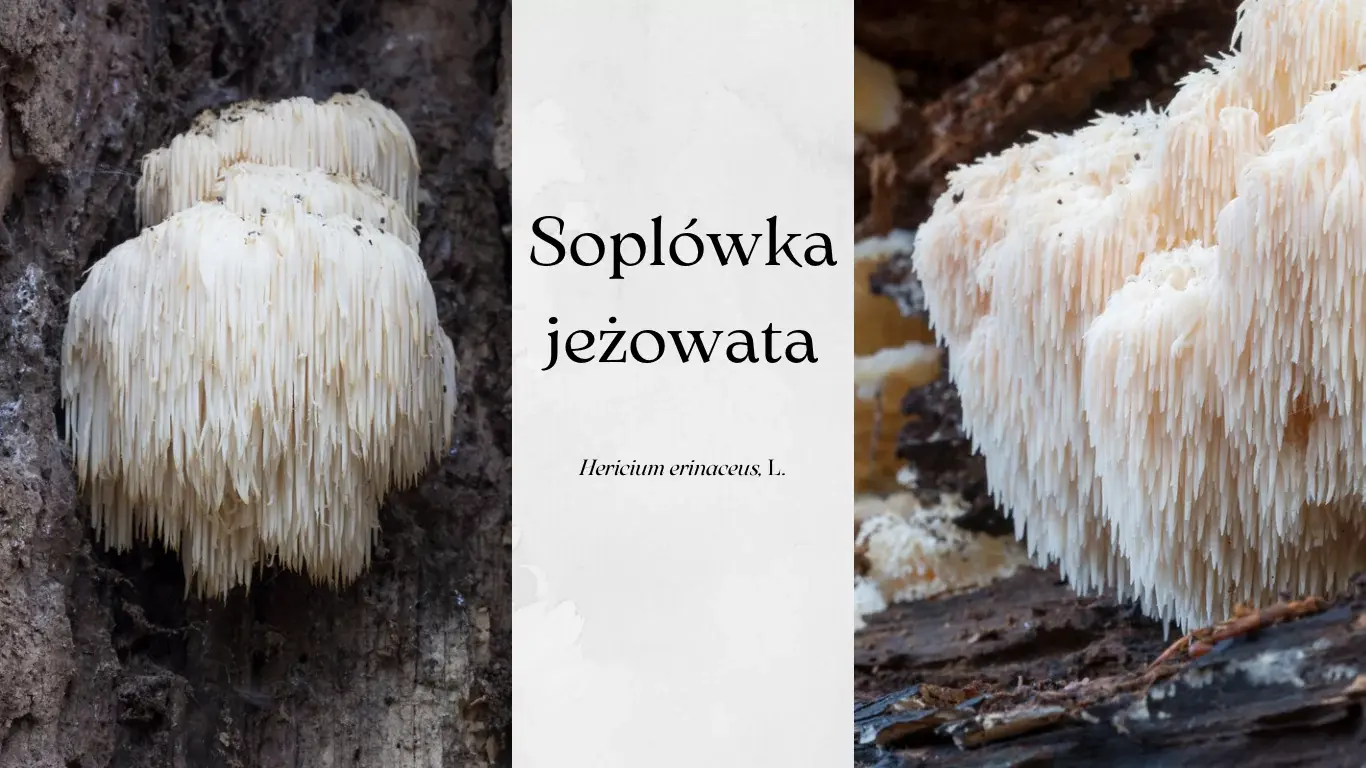 soplówka jeżowata